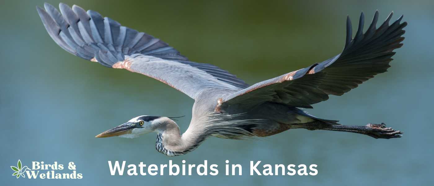 Waterbirds in Kansas