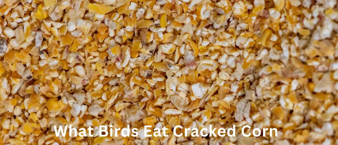 What Birds Eat Cracked Corn