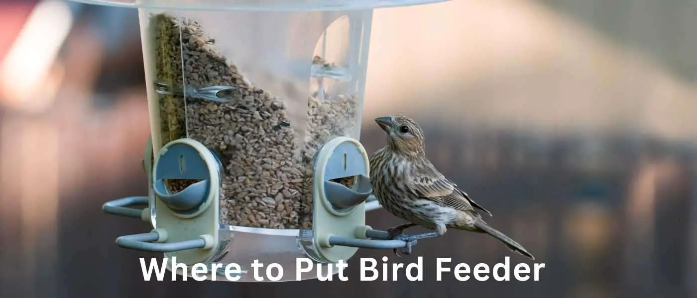 Where to Put Bird Feeder