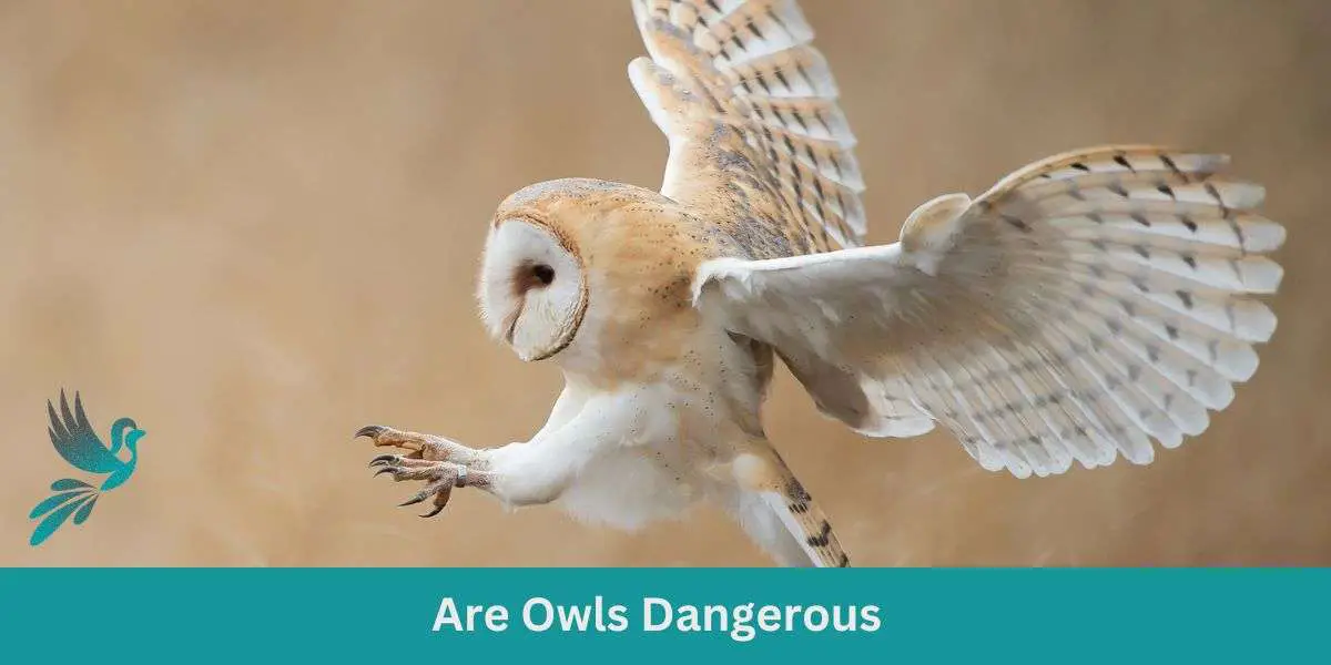Are Owls Dangerous: Debunking Myths about Owl Aggression