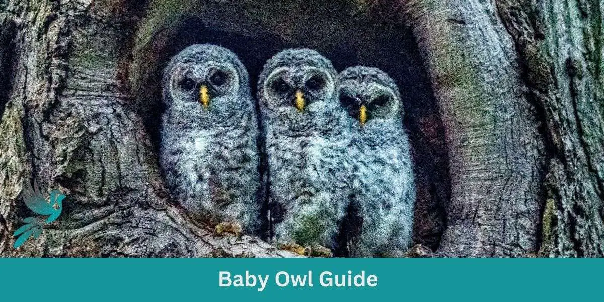 Baby Owl Guide