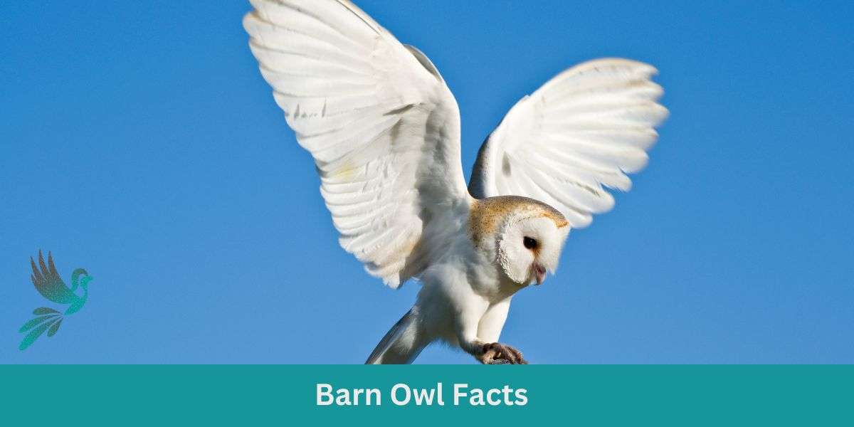 Barn Owl Facts