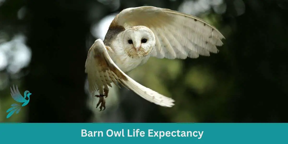 Barn Owl Life Expectancy