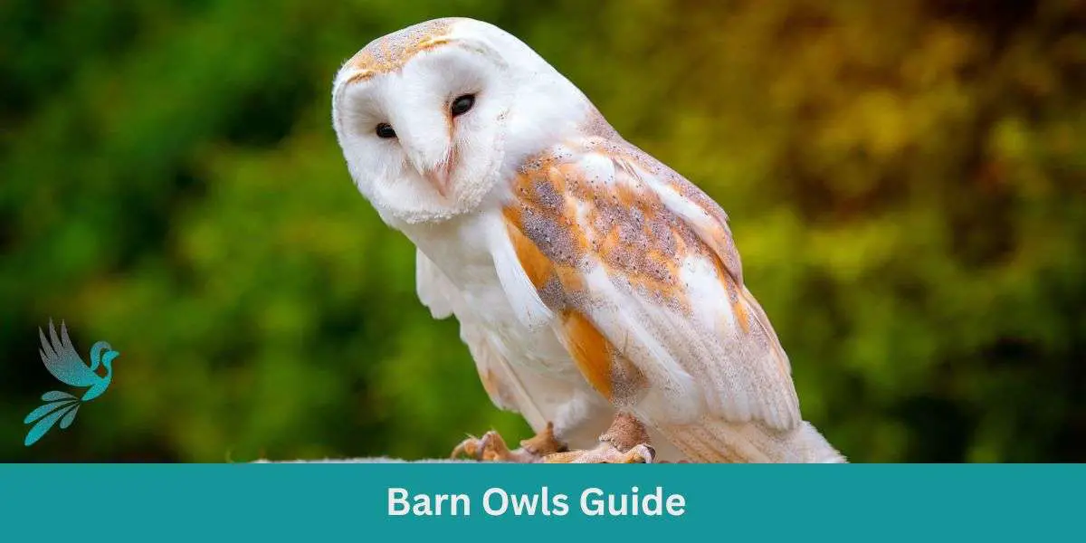 Barn Owls Guide