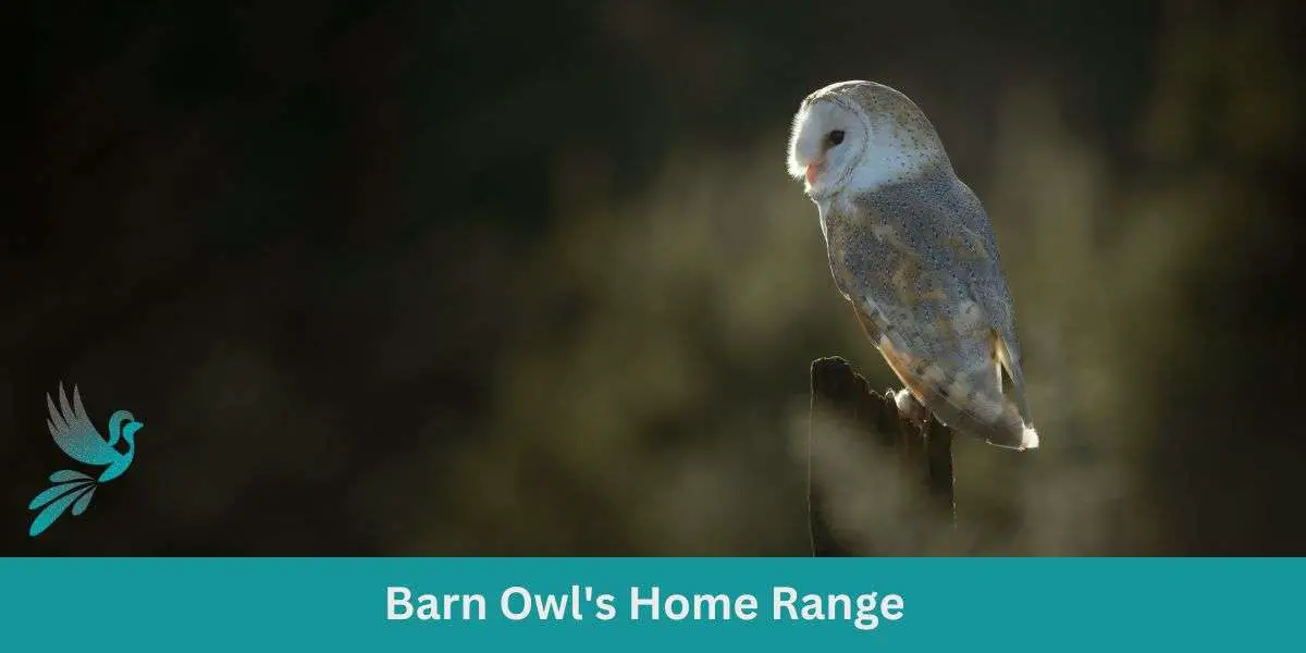 Barn Owl's Home Range