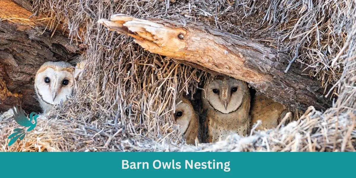 Barn Owls Nesting