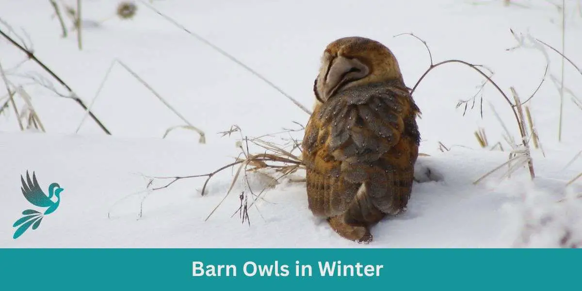 Barn Owls in Winter