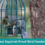 Best Squirrel-Proof Bird Feeders for Your Feathered Friends