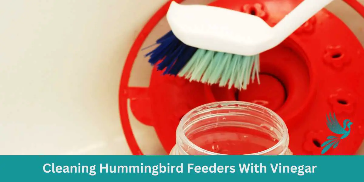 Cleaning Hummingbird Feeders With Vinegar
