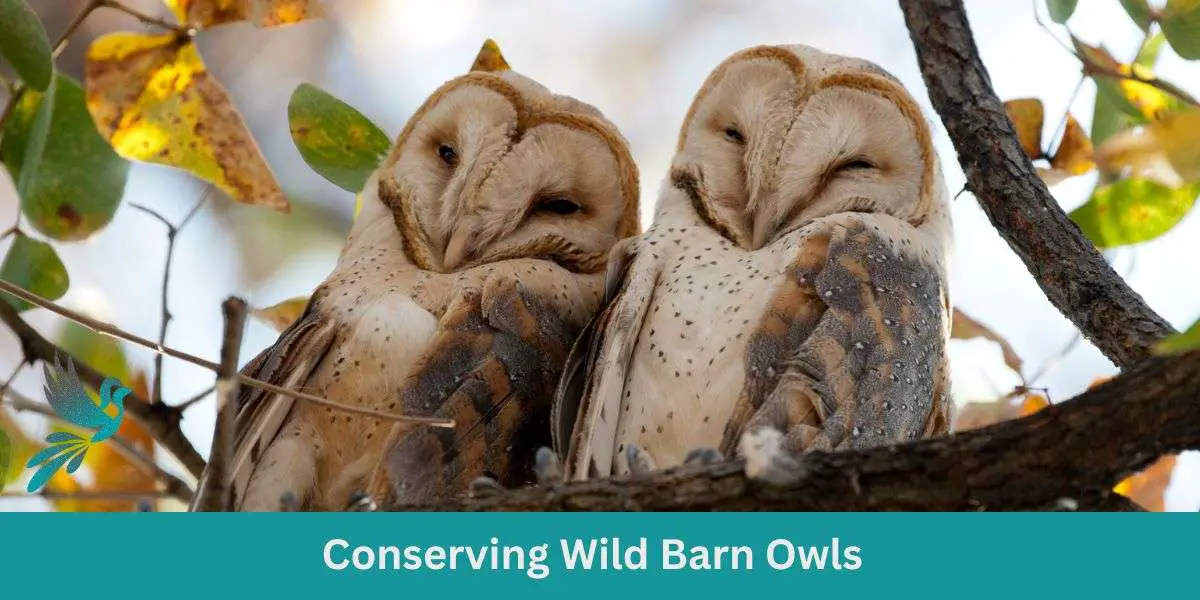 Conserving Wild Barn Owls