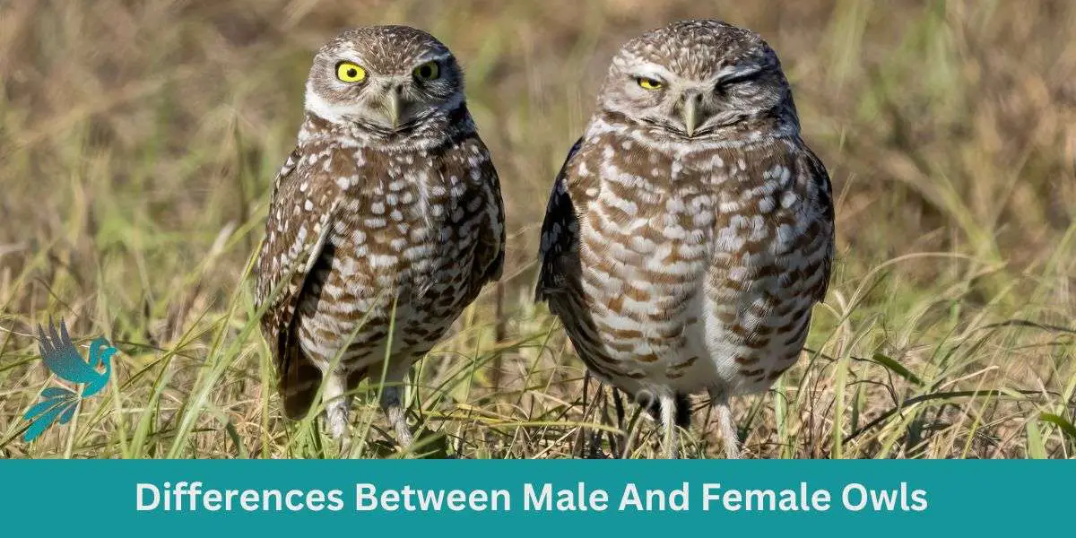 Differences Between Male And Female Owls