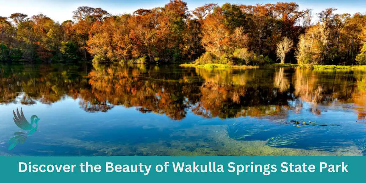 Discover the Beauty of Wakulla Springs State Park