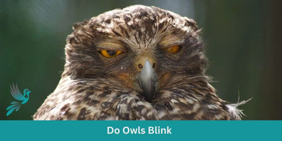 Do Owls Blink