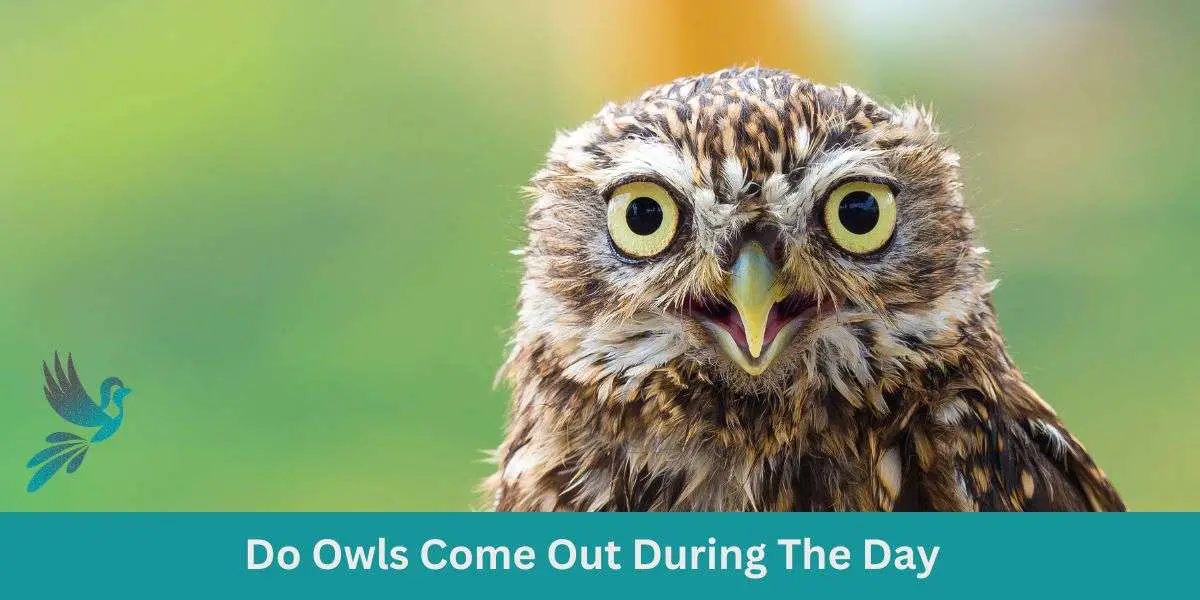 Do Owls Come Out During The Day