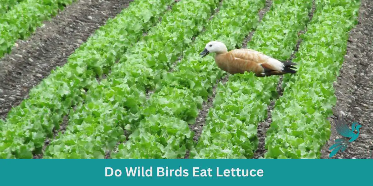 Do Wild Birds Eat Lettuce
