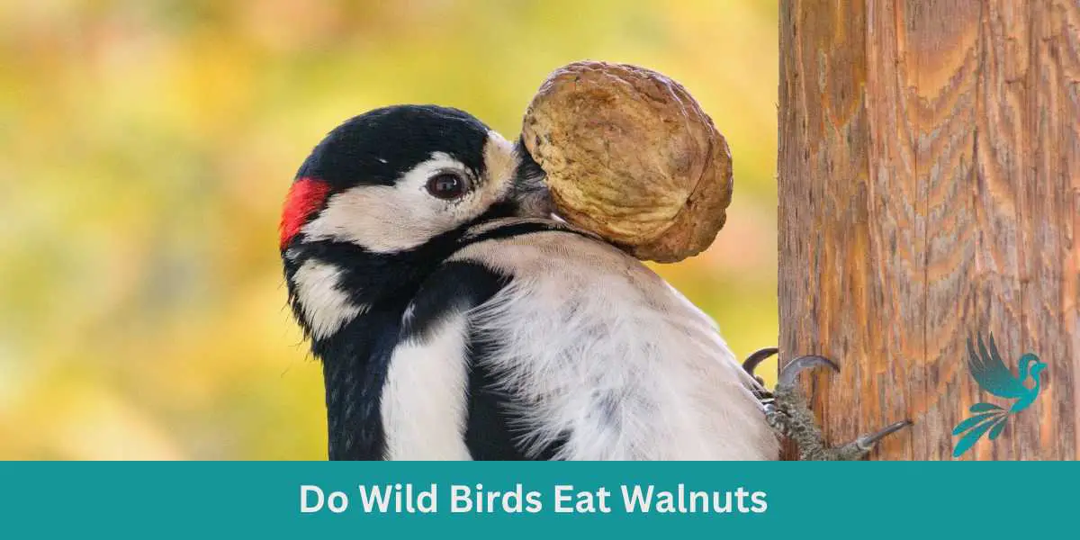 Do Wild Birds Eat Walnuts