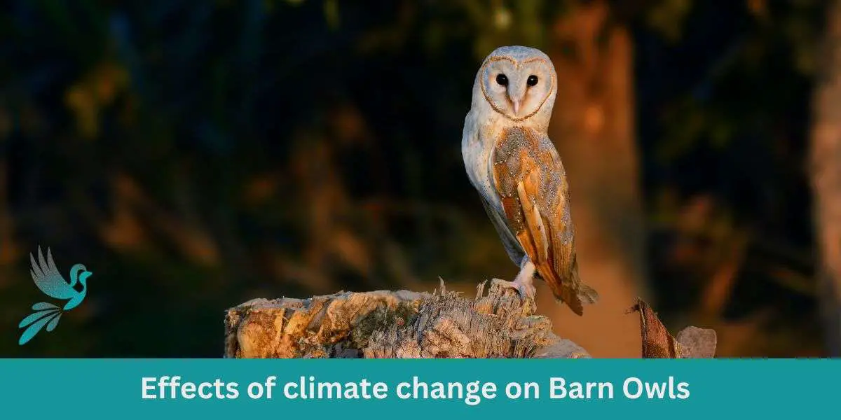 Effects of climate change on Barn Owls