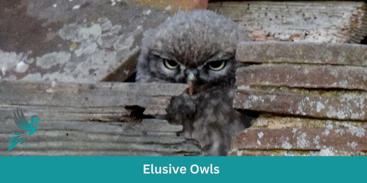 Elusive Owls
