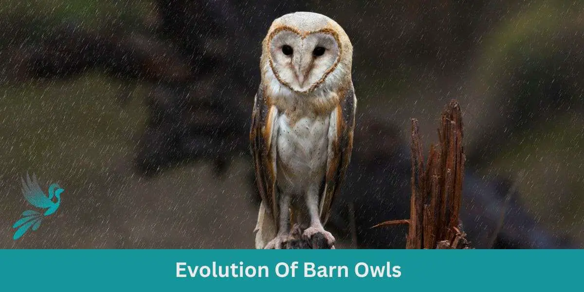 Evolution Of Barn Owls