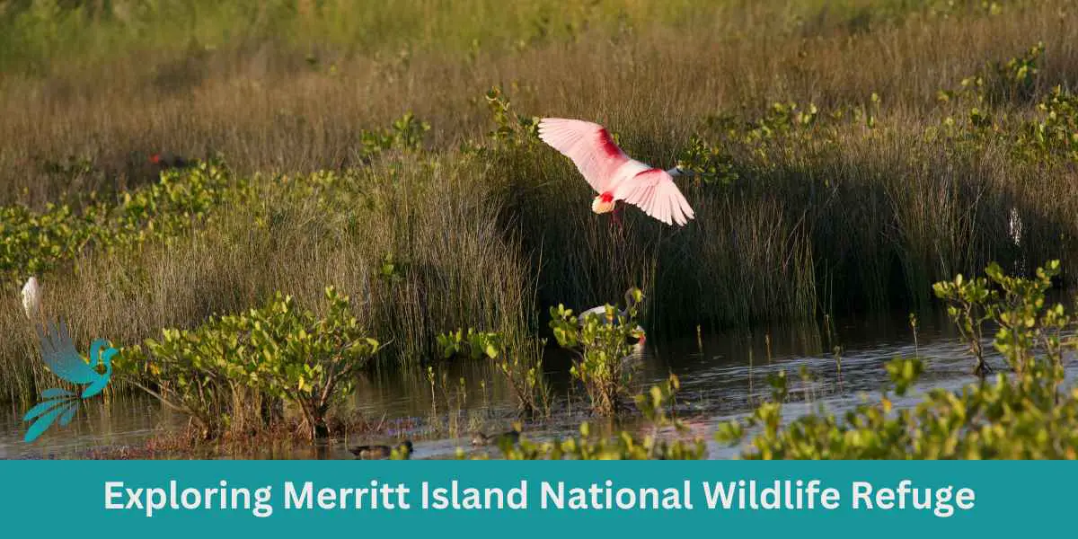Exploring Merritt Island National Wildlife Refuge