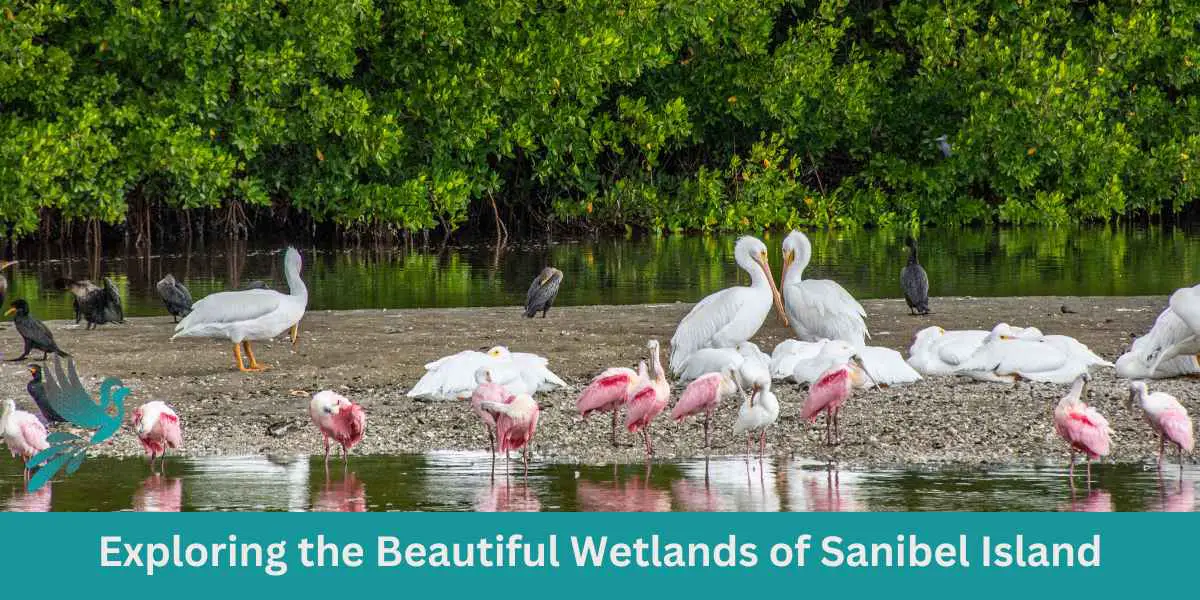 Exploring the Beautiful Wetlands of Sanibel Island