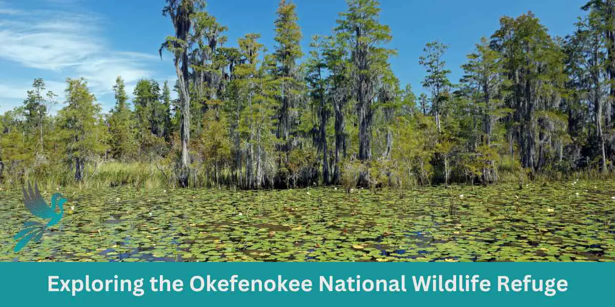 Exploring the Okefenokee National Wildlife Refuge