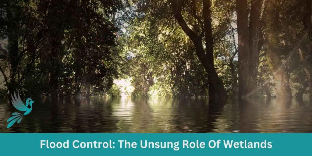 Flood Control The Unsung Role Of Wetlands Birds And Wetlands 1130