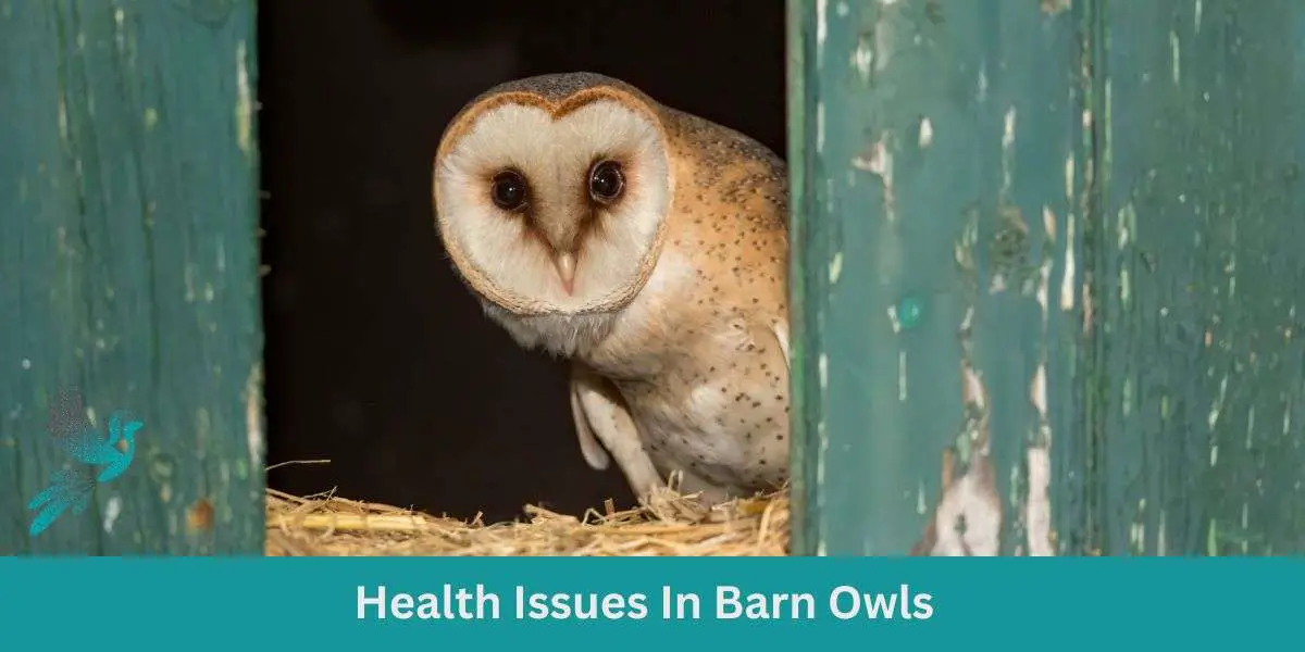 Diseases And Health Issues In Barn Owls