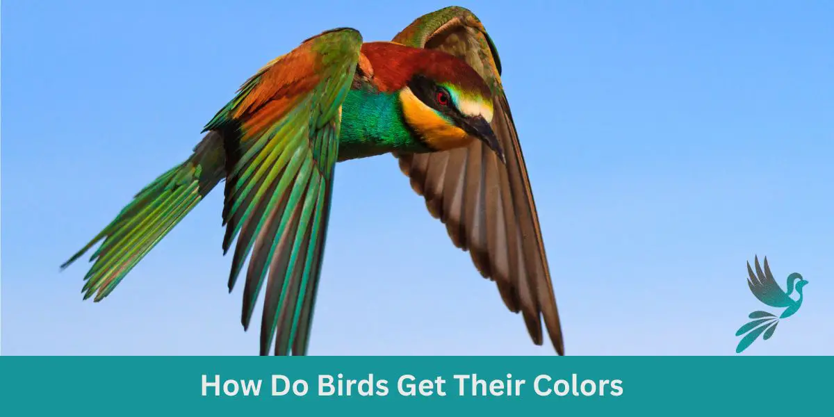 How Do Birds Get Their Colors