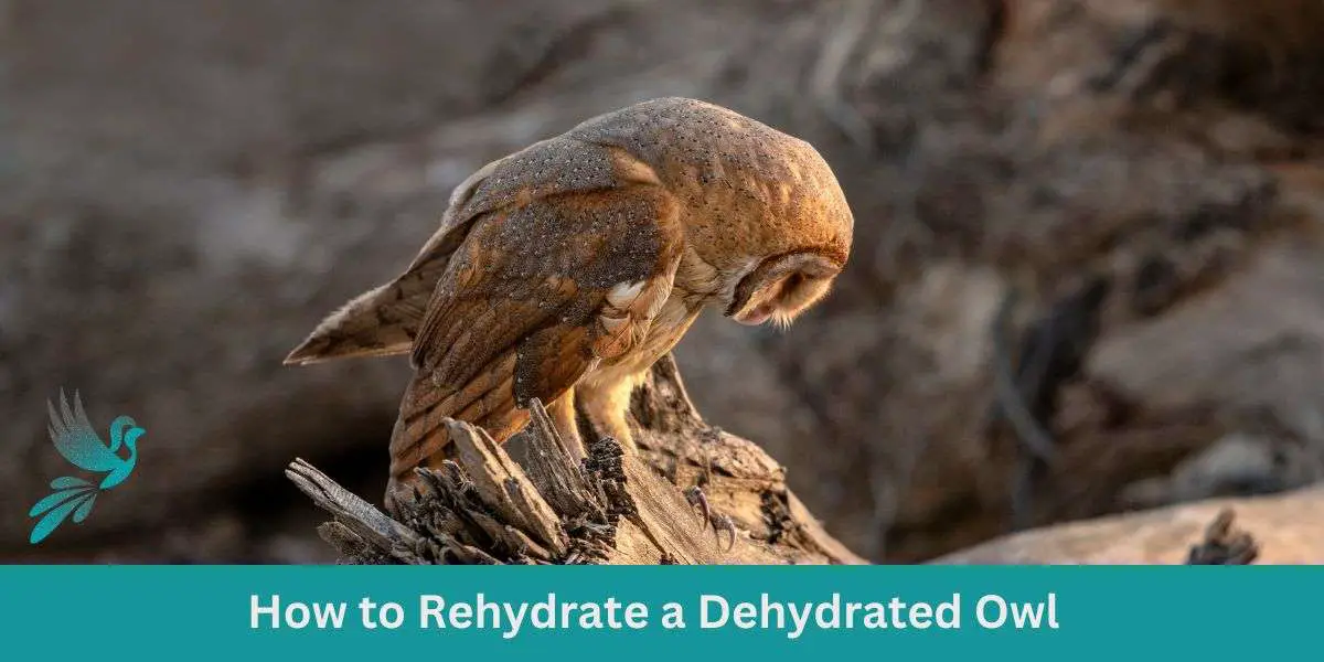 How to Rehydrate a Dehydrated Owl