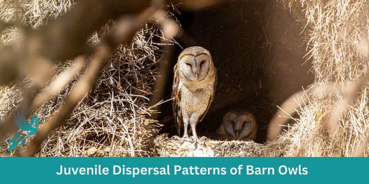 Juvenile Dispersal Patterns of Barn Owls