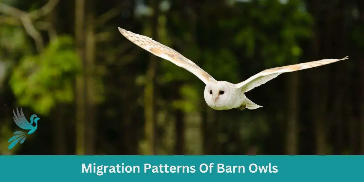 Migration Patterns Of Barn Owls