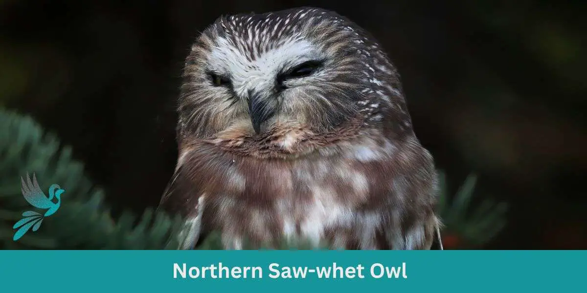 Northern Saw-whet Owl: The Forest’s Little Phantom