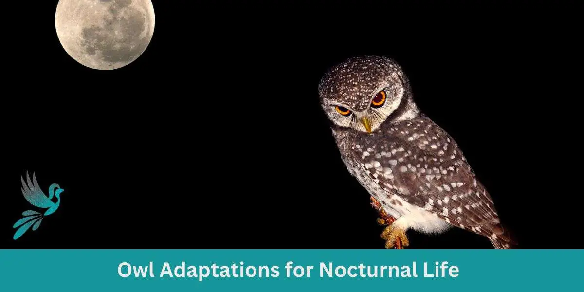 Owl Adaptations for Nocturnal Life