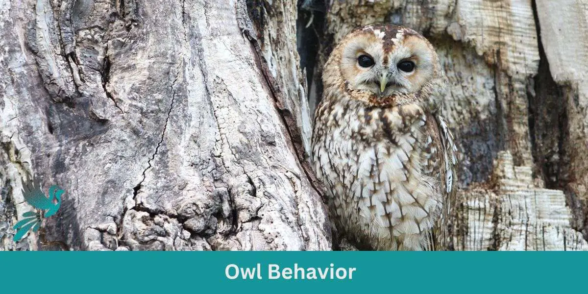 Owl Behavior