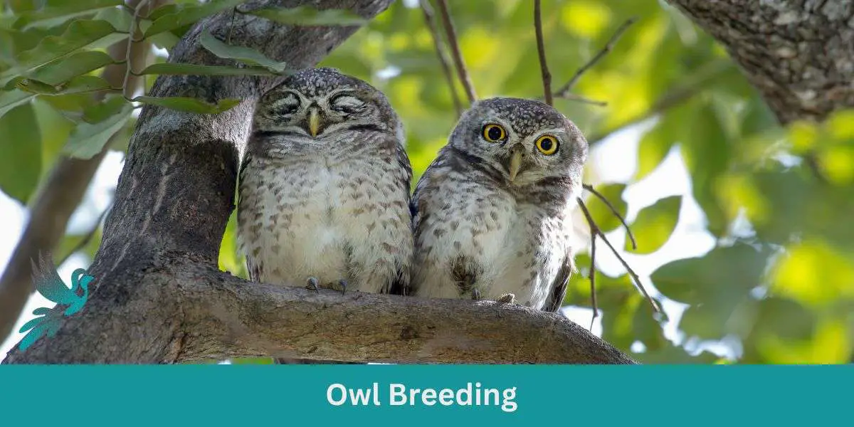 Owl Breeding