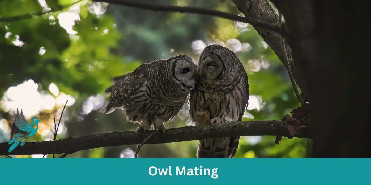 The Intricate Dance: Understanding Owl Mating Rituals