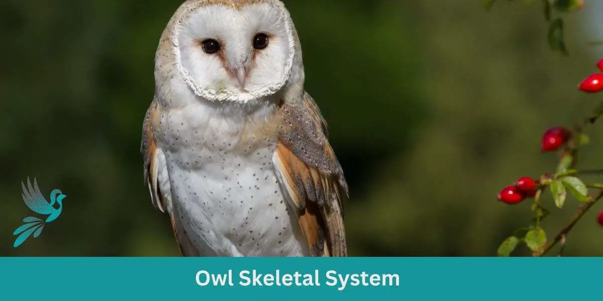 Owl Skeletal System