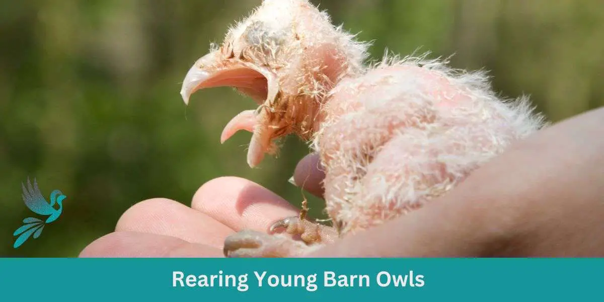 Rearing Young Barn Owls