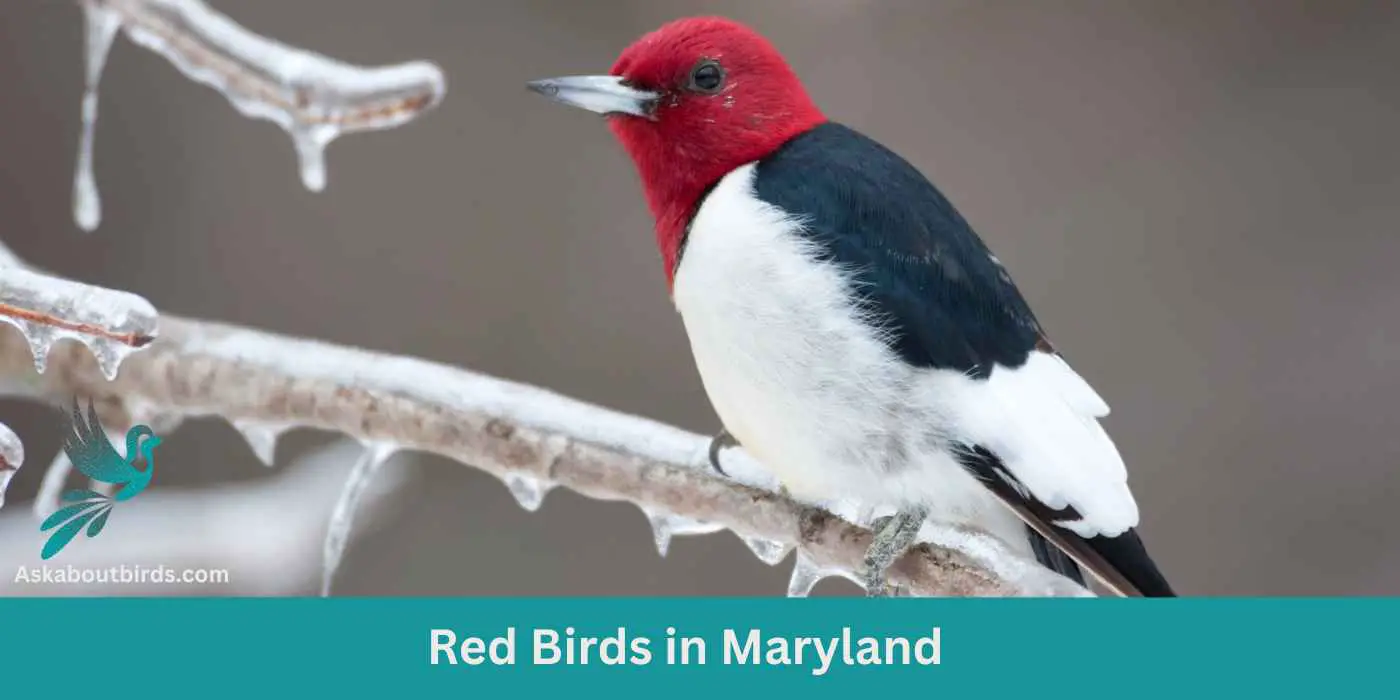 11 Red Birds in Maryland (+Free Photo Guide)