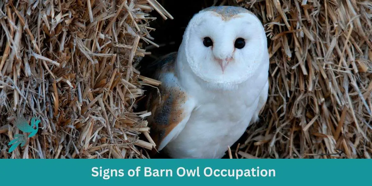 Signs of Barn Owl Occupation