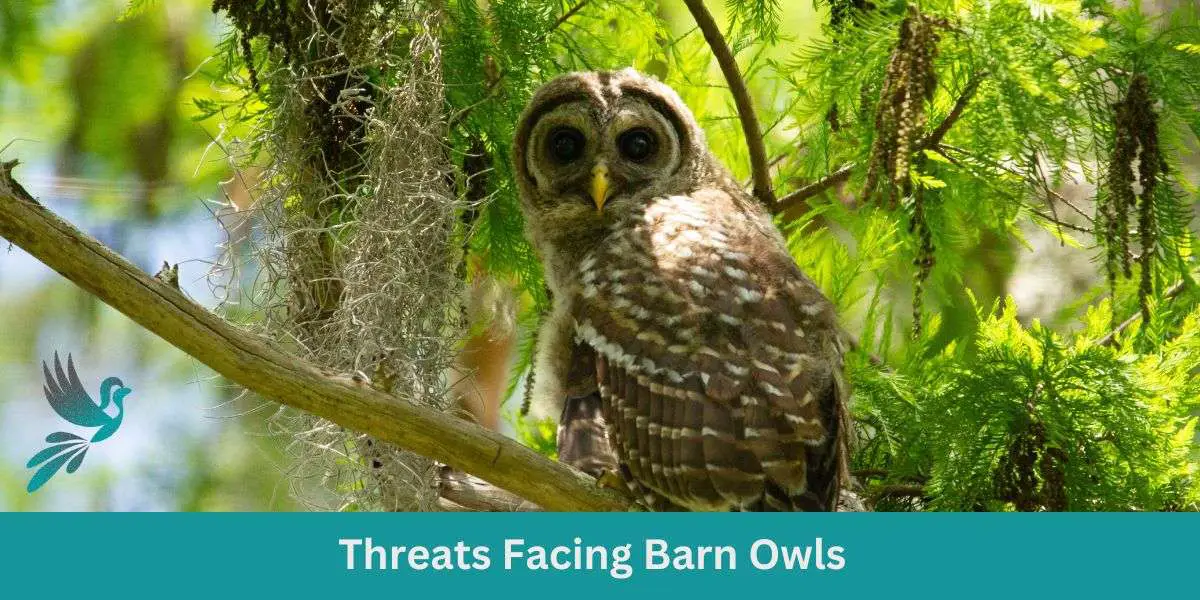 Threats Facing Barn Owls