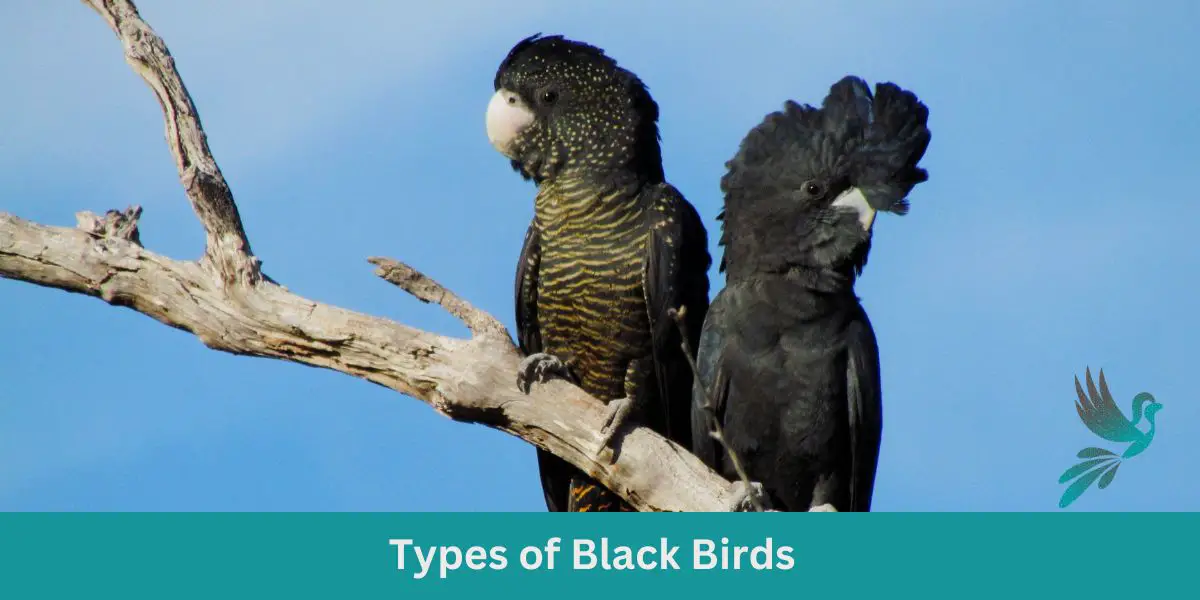 Types of Black Birds