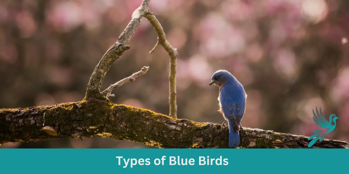 Types of Blue Birds