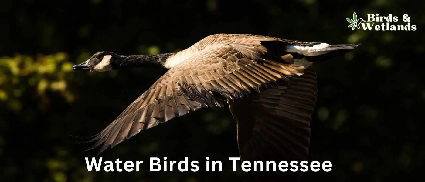 Water Birds in Tennessee