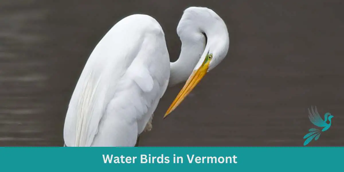 Water Birds in Vermont