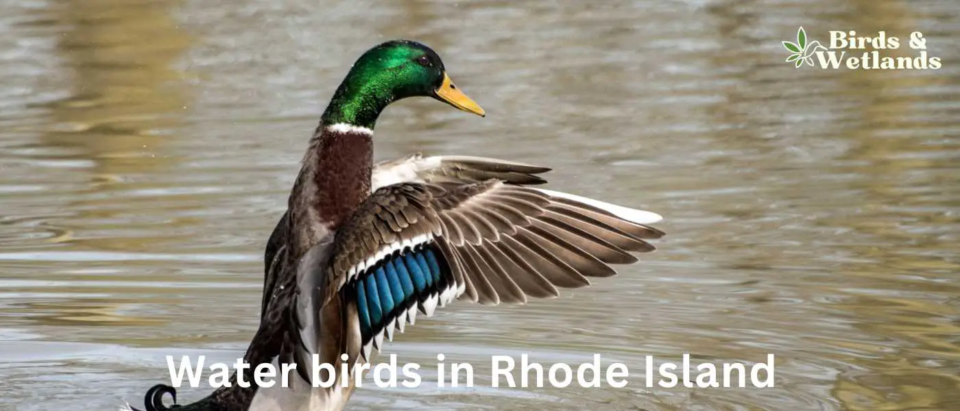 Water birds in Rhode Island