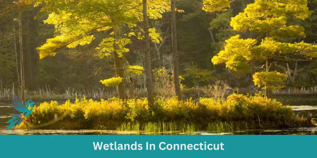 Wetlands In Connecticut Birds & Wetlands