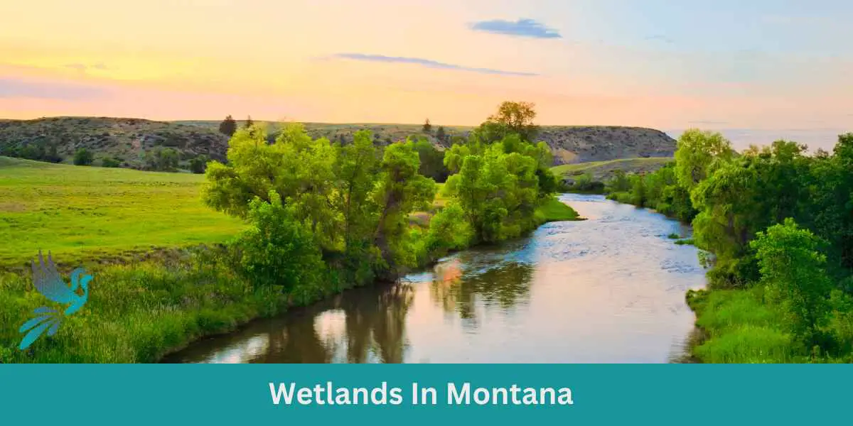 Wetlands In Montana - Birds & Wetlands