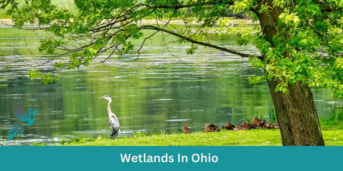 Wetlands In Ohio - Birds & Wetlands